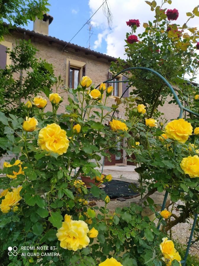 Bed and Breakfast La Rosa Selvatica Ravarino Zewnętrze zdjęcie